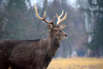 Wall Mural - Young Dybowskii Deer in Winter Head Close Up Portrait