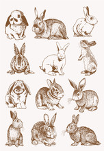 Graphical Set Of Bunnies , Sepia Background, Vector Illustration, Easter Bunny