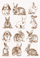 Graphical set of bunnies , sepia background, vector illustration, Easter bunny