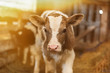 Cute calf looks into the object. A cow stands inside a ranch next to hay and other calves