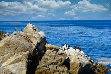 Wall Mural - Sea Birds on Rocks in Monterey