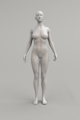 female body anatomical illustration over a light background. 3d render.