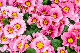 Fototapeta  -  Beautiful multi-colored primroses in a summer garden. Bright pink primrose close-up on a floral spring background.