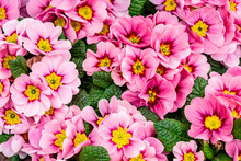  Beautiful Multi-colored Primroses In A Summer Garden. Bright Pink Primrose Close-up On A Floral Spring Background.