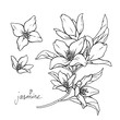 Jasmine flowers are isolated on a white background. Branch with buds and leaves vector illustration hand work. Drawing black pen.