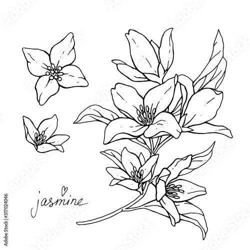 Cuadros en Lienzo Jasmine flowers are isolated on a white background