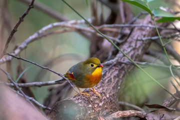 Wall Mural - Red-billed Leiothrix (Formal Name: Leiothrix lutea) in Tai Po Kau Nature Trail, Hong Kong.