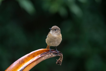 Wall Mural - Daurian Redstart in Tai Po Kau Nature Trail, Hong Kong (Formal Name: Phoenicurus auroreus), Female