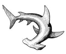 Hammer Fish, Vintage Black Ink Hand Drawn Illustration