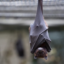 Closeup Of A Brown Bat Looking At The Camera With A Blurry Background