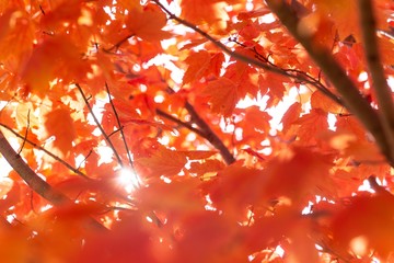 Wall Mural - Maple tree with red leaves under the sunlight during the autumn with a blurry background