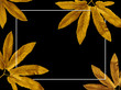 Golden painted leaves creative on black background and empty square frame for copy space on  background. Flat lay. Nature concept.