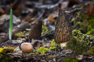 Morchella conica