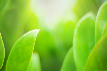 closeup nature view of green leaf on blurred background and sunlight, fresh wallpaper concept