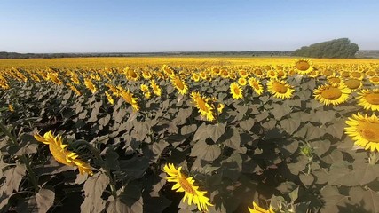 Wall Mural - field with yellow bright flowers of a sunflower