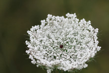 Daucus Carota Known As Wild Carrot Blooming Plant