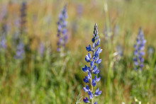 Lupinus Angustifolius Narrowleaf Lupin Blue Flowers