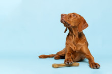 Cute Hungarian Vizsla Puppy With Rawhide Chew Bone Studio Portrait Over Blue Background. Beautiful Dog Holding A Chew Toy Bone With His Paw While Looking Up.