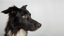 Close Up Profile Portrait Of Adorable Purebred Border Collie Looking Away Curious Isolated On Gray Background With Copy Space. Serious Black And White Dog Attentive Glance.