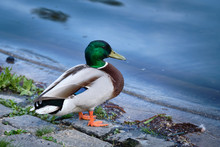 A Beautiful Colored Male Mallard Duck Standing On The Stones Of A Shore Of A Pond. Seen In Germany, April 2019