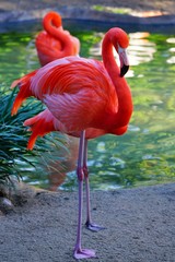 Fotoroleta park woda zwierzę tropikalny egzotyczny
