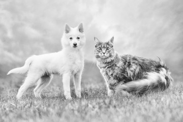  portrait of a beautiful dog and cat