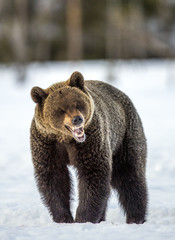 Wall Mural - brown bear with open mouth in the snow. front view. scientific name: ursus arctos. winter forest. na