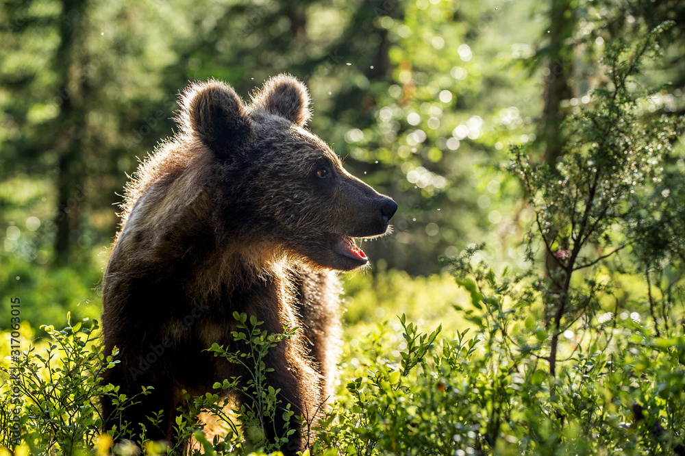 Cub of Brown Bear in the summer forest. Backlit brown bear cub. Bear Cub against a sun. Brown bear in back light. Natural habitat. Scientific name: Ursus arctos - obrazy, fototapety, plakaty 