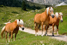 Haflinger Pferde Italien Gebirge Rasse Südtirol Dolomiten Alm Weide Robust Züchtung Hochgebirge Landwirtschaft Arbeitstier Gutmütig Lichtfuchs Gebirgspferd Pony Tschögglberg Züchtung Italien