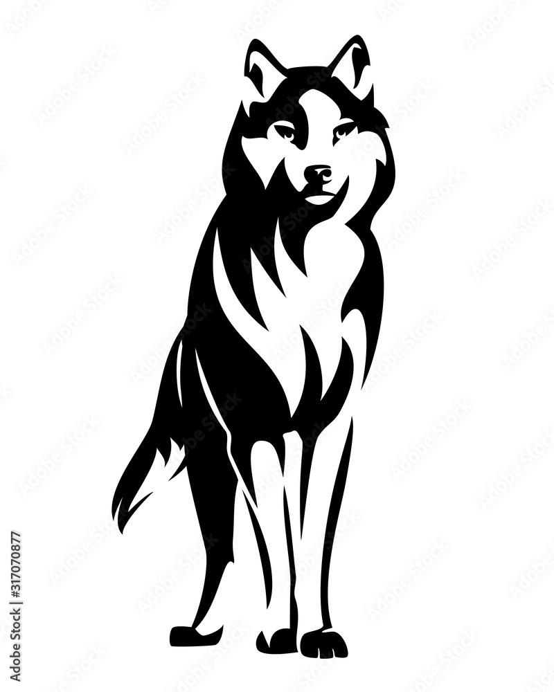 wild wolf standing en face and watching attentively - black and white animal vector design - obrazy, fototapety, plakaty 