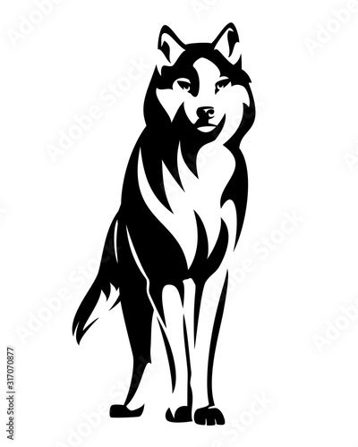 Dekoracja na wymiar  dziki-wilk-stojacy-en-face-i-uwaznie-obserwujacy-czarno-bialy-wektor-zwierzecy-projekt