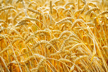 Wheat field. Ears of golden wheat. Beautiful Sunset Landscape. Background of ripening ears. Ripe cereal crop. close up.