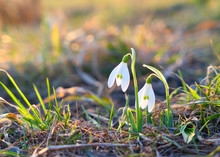 Sunligted Snowdrops Flowers.