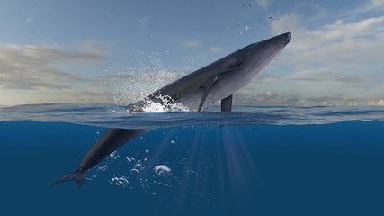 Horizontal scene of blue whale leaping and jumping while half is underwater deep ocean 3d rendering