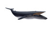Isolated blue whale right side view on white background ready to cutout 3d rendering