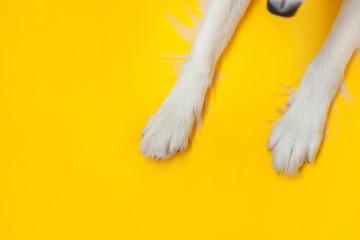 Wall Mural - Funny puppy dog border collie paws close up isolated on yellow background. Pet care and animals concept. Dog foot leg overhead top view. Flat lay copy space place for text.