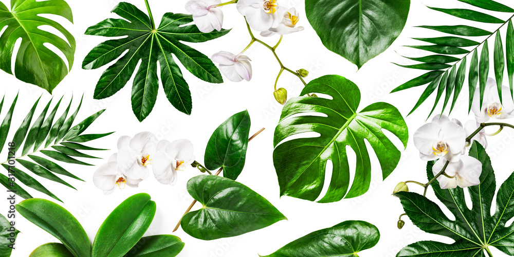 White orchid flowers and tropical green leaves background - obrazy, fototapety, plakaty 
