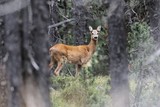 Fototapeta Zwierzęta - European roe deer, Capreolus capreolus, in a forest