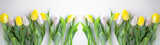 Fototapeta Tulipany - Spring flower background panorama banner long - Yellow and white tulips isolated on white background