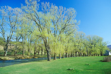 River In Springtime, Williamstown, Massachusetts