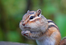 Beautiful Portrait Of A Chipmunk Living In The Forest