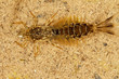 The dragonfly larvae on Suvaja River