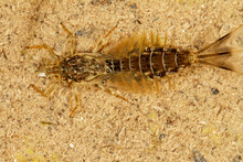 The Dragonfly Larvae On Suvaja River
