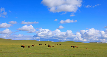 Many horses are grazing under the blue sky and white clouds