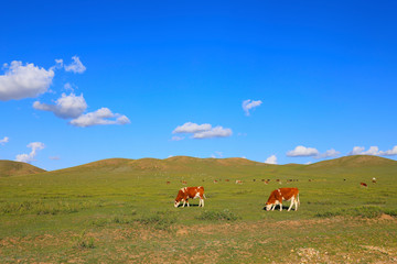 Many cows are eating grass under the blue sky and white clouds