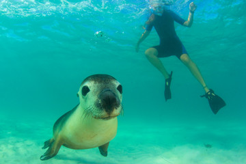 Poster - Australian Sea Lion and young woman snorkeling 