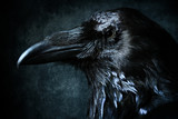 close up shot of a raven head