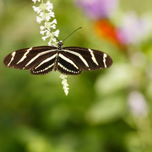 Zebra Longwing Butterfly (Heliconius Charithonia)