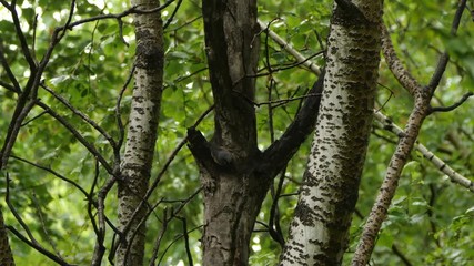 Eurasian nuthatch or wood nuthatch (Sitta europaea) - Khingan nature reserve, Russia