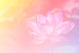 Fototapeta Kwiaty - Pink lotus background image select focus